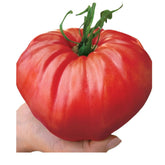 Hectarul - Seminte de Rosii de gradina, 0.3 grame FLORIAN